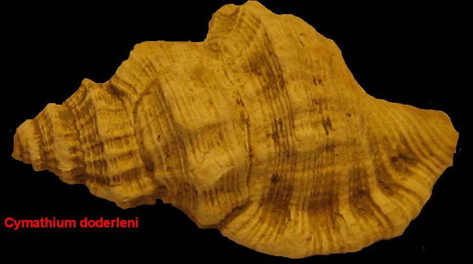 Cymatium doderleni (D''Ancona, 1872)  Pliocene - Pietrafitta